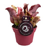 Sarracenia - Ø12cm - ↕20cm