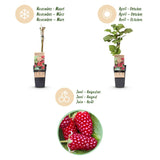 Green boutiQ - Fruitplant - Rubus Thornless Loganberry - Braamboos - Winterhard - Rode Vrucht - 2 Planten - Pot 15cm - Hoogte 50cm