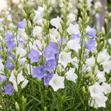 Green boutiQ - Vasteplant - Campanula persicaria Duo - Perzikbladklokje - Bijen- en vlinderlokkers - Blauw - Wit - 24 Planten - Pot 11cm - Hoogte 15-25cm