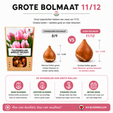 Tulpenbollen Apricot Delight — abrikoosroze tulp, 20 stuks (maat 11/12)