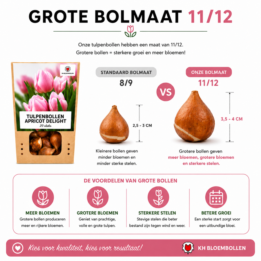 Tulpenbollen Apricot Delight — abrikoosroze tulp, 20 stuks (maat 11/12)
