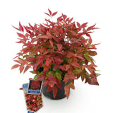 Green boutiQ - Tuinplant - Nandina Blush Pink - Donker Roze - 1 Plant - Groenblijvend - Weinig Onderhoud - Pot 17cm Hoogte 40cm