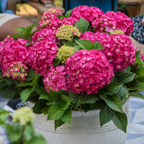 Green boutiQ - Tuinplant - Hydrangea Endles Summer Summer Love Red - Hortensia - Winterhard - Rood - 8 Planten - Pot 14cm - Hoogte 20-25cm