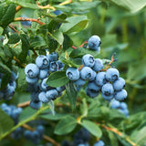 Green boutiQ - Fruitplant - Bosbes -Vaccinium corymbosum Goldtraube -Blauwe bes - Doornloos - 2 planten -Pot 11cm Hoogte 40cm