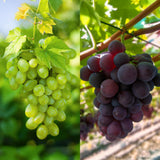 Green boutiQ - Fruitplant - Vitis vinifera Himrod - Vanessa - Druivenplant - Pitarm - Blauw & Witte Druif - 2 Planten - Pot 15cm - Hoogte 50cm