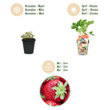 Green boutiQ - Fruitplanten - Aardbei - Fragaria Elvira - Winterhard - 3 Planten - Pot 9 cm - Rode Aardbei