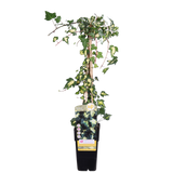 Hedera colchica 'Dentata Variegata' - Ø15cm - ↕65cm