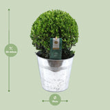 Ilex Crenata 'Jenny'® Ball Ø20cm P17 In Zinc Old-Look - Ø19cm - ↕40cm