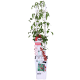 Clematis Nubia - Clematis Evison Rood - Ø15cm - ↕65cm - Ø15 - ↨65cm