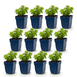 Green boutiQ - Vasteplant - Galium odoratum - Walstro - Bodembedekkend - Wit - 12 Planten - Pot 11cm - Hoogte 15-25cm