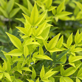 Green boutiQ - Tuinplant - Nandina Lemon & Lime - Geel - 1 Plant - Groenblijvend - Weinig Onderhoud - Pot 17cm Hoogte 45cm