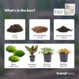Planten terrarium navulling & startpakket - Calathea Lancifolia