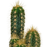 Cactus mix 5.5 cm - 10x - zonder pot