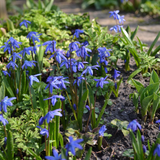 400x Scilla Siberica - Siberische sterhyacint - Blauw - Verwilderingsbol - Bolmaat 7/8