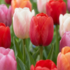 60x Tulipa Glowing with pride - Tulp Glowing with pride - Diversen - Voorjaarsbloeier - Bolmaat 11/12