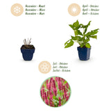 Green boutiQ - Vasteplant - Persicaria amplexicaulis - Duizendknoop - Bijen en Vlinderlokkers - Rood - 24 Planten - Pot 11cm - Hoogte 15-25cm