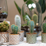 Cactus Set van 6 in Keramische Mini Potjes Madrid -↑ 8–12 cm