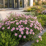 Green boutiQ - Vasteplant - Aster Wood's Pink - Pluimspirea - Bijen en Vlinderlokkers - Roze - 3 Planten - Pot 11cm - Hoogte 15-25cm
