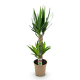 Green boutiQ - Kamerplant - Yucca elephantipes - Yucca - Weinig onderhoud - Groen - 1 - Pot 17cm - Hoogte 75cm