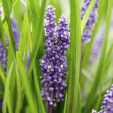 60x Liriope muscari 'Big Blue' - ↕10-25cm - Ø9cm