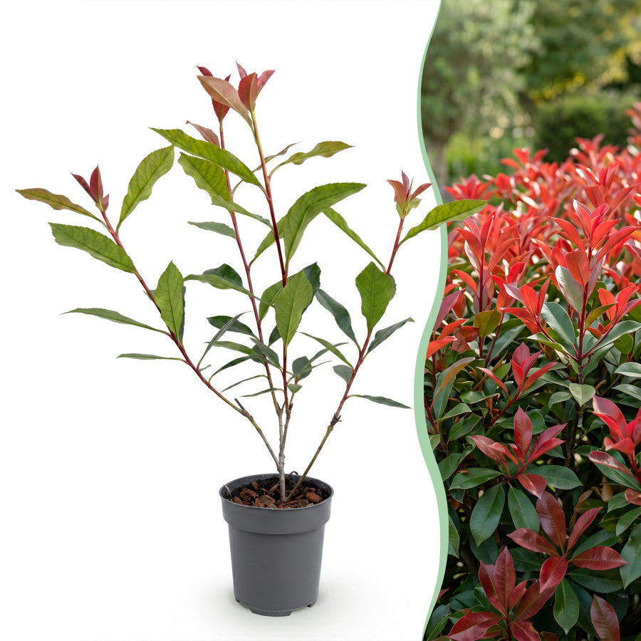 Photinia fraseri Carre Rouge — Glansmispelhaag, 8 stuks, 25-35 cm