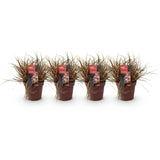 Green boutiQ - Siergrassen - Uncinia rubra Everflame- Rood - 4 Planten - Bladhoudend - Weinig Onderhoud - Pot 17cm Hoogte 50cm