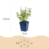 Green boutiQ - Vasteplant - Nepeta faassenii Walker's Low - Kattenkruid - Bijen en Vlinderlokkers - Blauw - 1 Plant - Pot 11cm - Hoogte 15-25cm