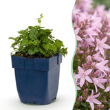 Green boutiQ - Vasteplant - Campanula posch. Lisduggan Variety - Perzikbladklokje - Bodembedekkend - Wit - 3 Planten - Pot 11cm - Hoogte 15-25cm