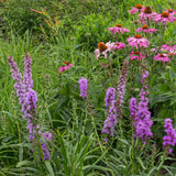 Green boutiQ - Borderpakket - Bijen en Vlinderlokkend - 24 Vaste planten - 3 m2 - Diversen kleuren - Weinig Onderhoud - Pot 11cm