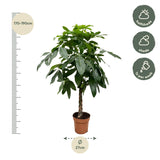 Pachira Aquatica - 170 cm - ø27