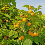 Green boutiQ - Fruitplant - Framboos - Rubus idaeus Fallgold- Gele Framboos - 2 planten -Pot 11cm Hoogte 40cm