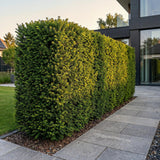 Green boutiQ - 8x Taxus baccata - Venijnboom - Haagplanten - Groenblijvend - Groen - Pot 9cm - Hoogte 20-30cm