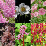 Green boutiQ - Vasteplant - Borderpakket - Schaduw - Diversen - Soorten en kleuren - 6 Planten - Pot 11cm - Hoogte 15-25cm