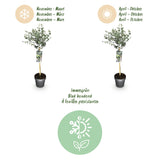 Green boutiQ - Plant op Stam- Eucalyptus gunni Azure - Terras Plant - Bladhoudend - Winterhard- Grijs Blad - Pot 19cm Hoogte 70 - 90cm