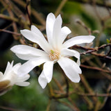Green boutiQ - Heesters -Magnolia Stellata- Bloem Wit- 1 Plant - Bladverliezend - Weinig Onderhoud - Pot 17cm Hoogte 45cm