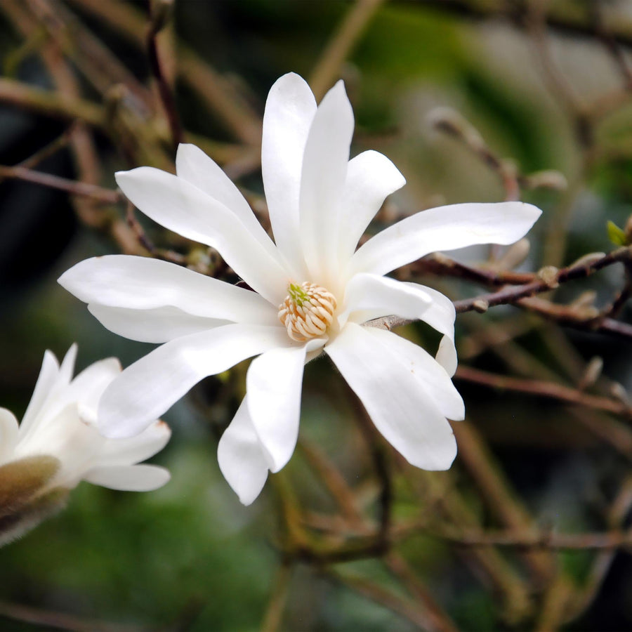 Magnolia Stellata – 45 cm hoog (foto 5)