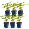 Green boutiQ - Vasteplant - Astilbe (J) Europa - Pluimspirea - Schaduw - Roze - 6 Planten - Pot 11cm - Hoogte 15-25cm