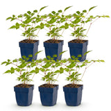 Green boutiQ - Vasteplant - Astilbe (J) Europa - Pluimspirea - Schaduw - Roze - 6 Planten - Pot 11cm - Hoogte 15-25cm