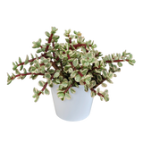 Portulacaria afra Variegata 10,5cm - in witte pot