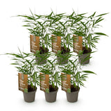 Green boutiQ - Bamboe - Fargesia Asian Wonder - Bladhoudend - Niet Woekerend - Groen - 6 Planten - Pot 14cm - Hoogte 35cm