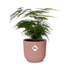 Asparagus Setaceus ‘Plumosus’ in ELHO Vibes Fold 14cm roze