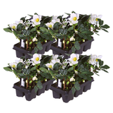 Helleborus niger ‘Christmas Carol’ – Set van 24 Kerstrozen (4 x Sixpack)