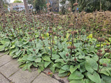 60x Phlomis russeliana - ↕10-25cm - Ø9cm
