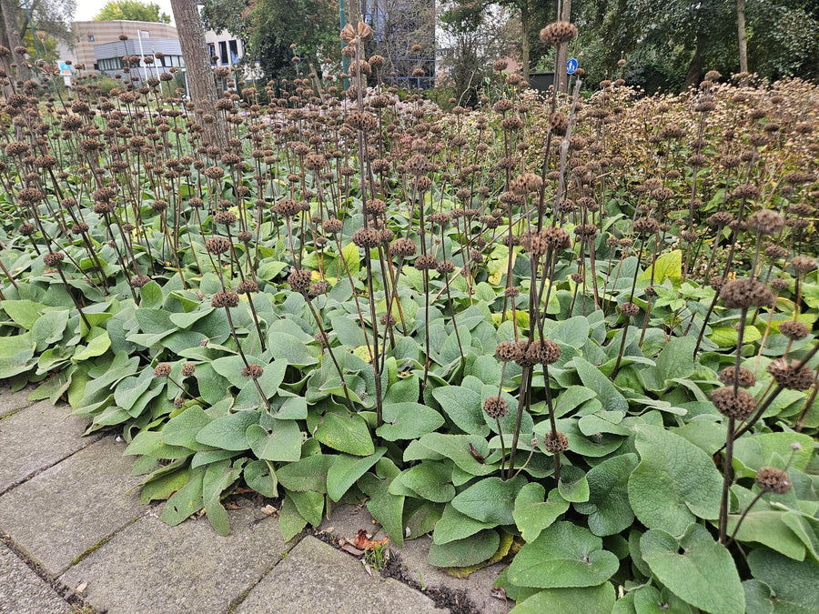 Phlomis russeliana – 60 planten · pot Ø9 cm · 10-25 cm hoog (foto 7)