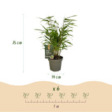Green boutiQ - Bamboe - Fargesia rufa - Groen - 4 Planten - Bladhoudend - Niet Woekerend- Pot 14cm Hoogte 35cm