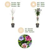 Green boutiQ - Plant op Stam - Hibiscus syriacus Tricolour- Terras Plant - Bladverliezend - Winterhard - Witte, Roze, Paarse Bloem - Pot 19cm Hoogte 90cm