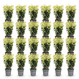 Green boutiQ - 24x Euonymus japonica Paloma Blanca - Kardinaalsmuts - Haagplanten - Groenblijvend - Groen - Wit - Pot 9cm - Hoogte 20-30cm