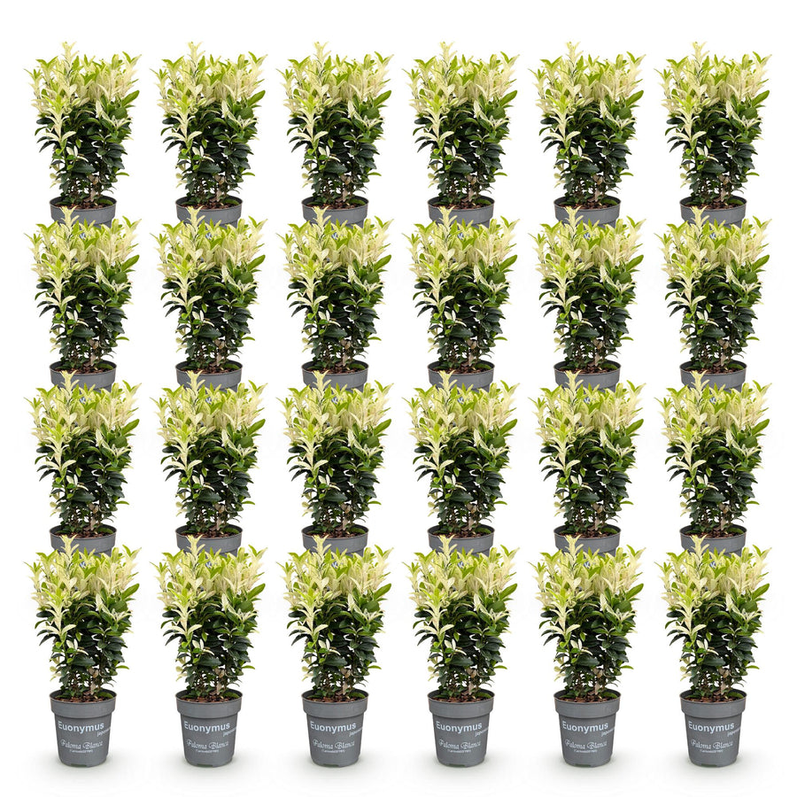 Euonymus japonica Paloma Blanca — Kardinaalsmutshaag, 24 stuks, 20-30 cm