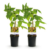 Green boutiQ - Fruitplant - Framboos - Rubus idaeus Fallgold- Gele Framboos - 2 planten -Pot 11cm Hoogte 40cm
