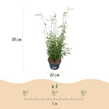 Green boutiQ - Grassen - Fargesia nitida Black Dragon - Niet Woekerende Bamboe - Bladhoudend - Groen - 1 Plant - Pot 23 cm - Hoogte 80 cm